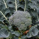 How To Grow Broccolini The Best Way