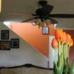 How to Force Tulips to Bloom Indoors