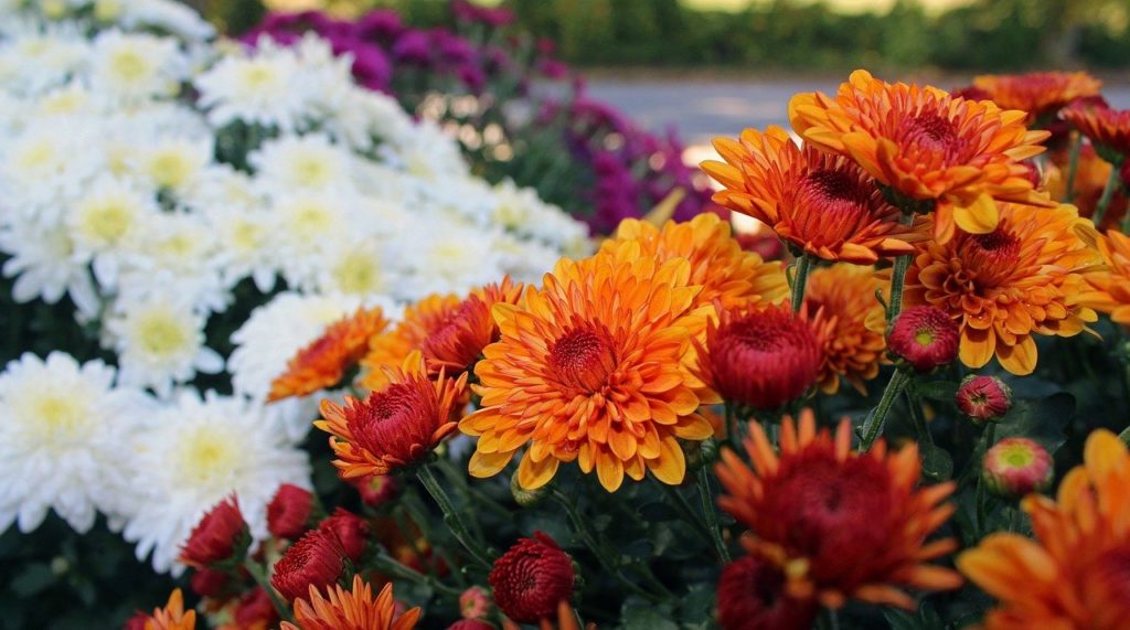When To Transplant Hardy Mums For Success