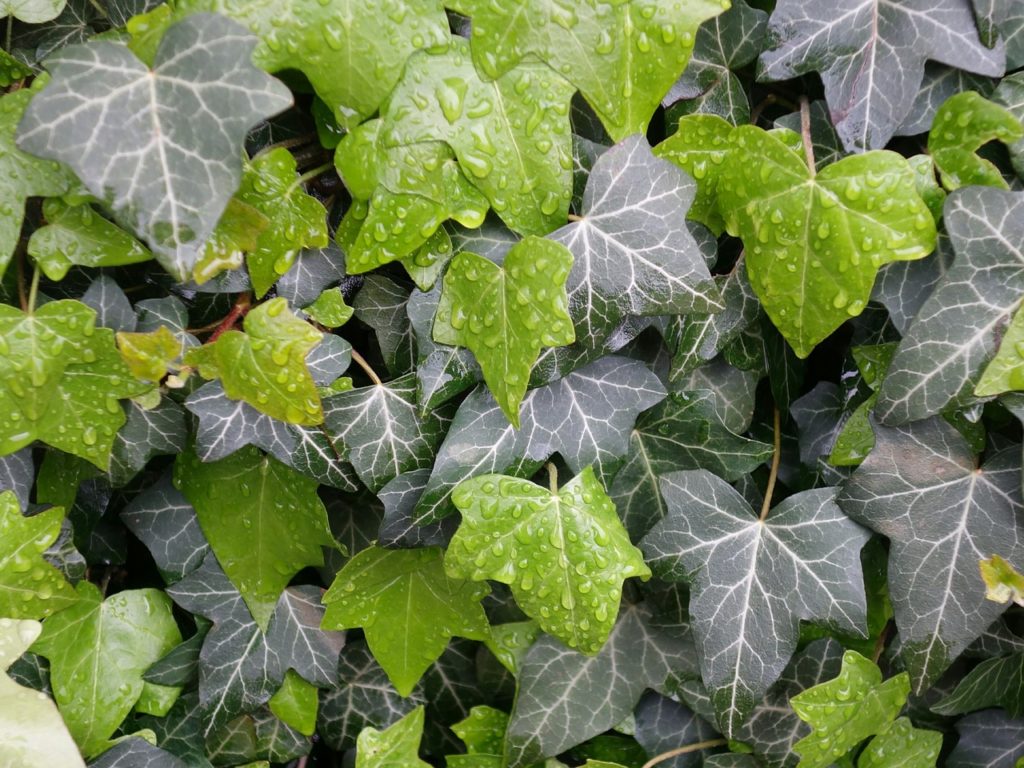 How To Treat Brown Spots On Ivy Leaves