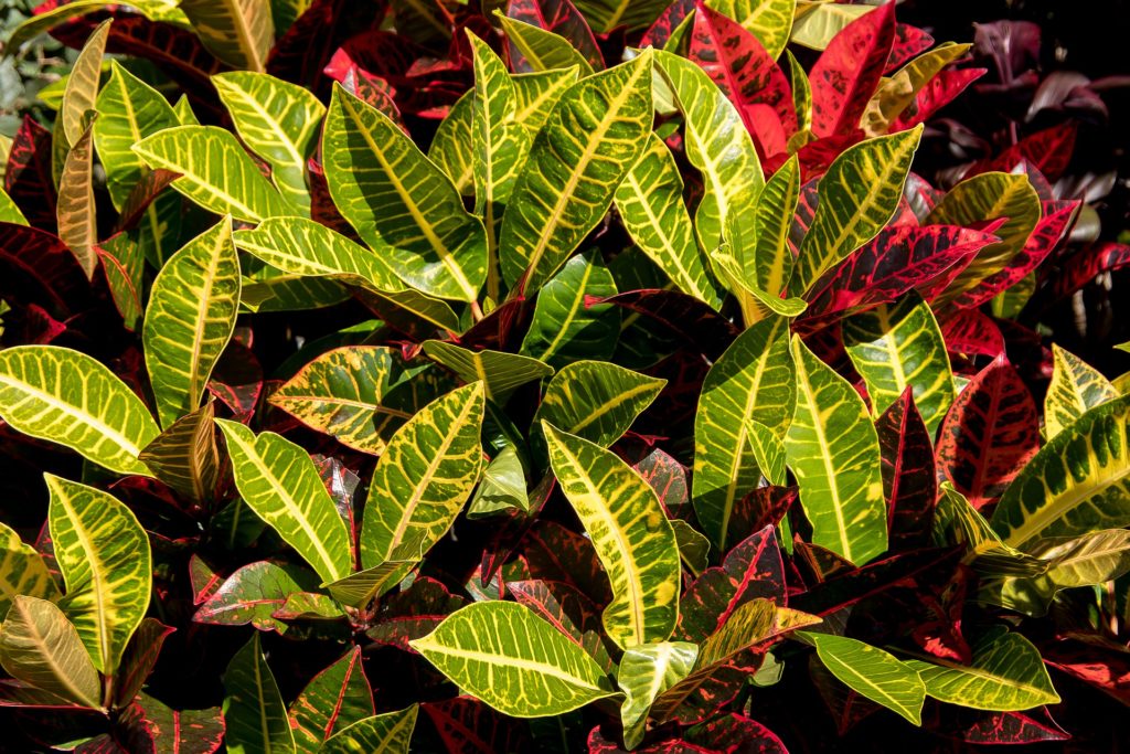 How to Propagate Croton in 2 Easy Ways