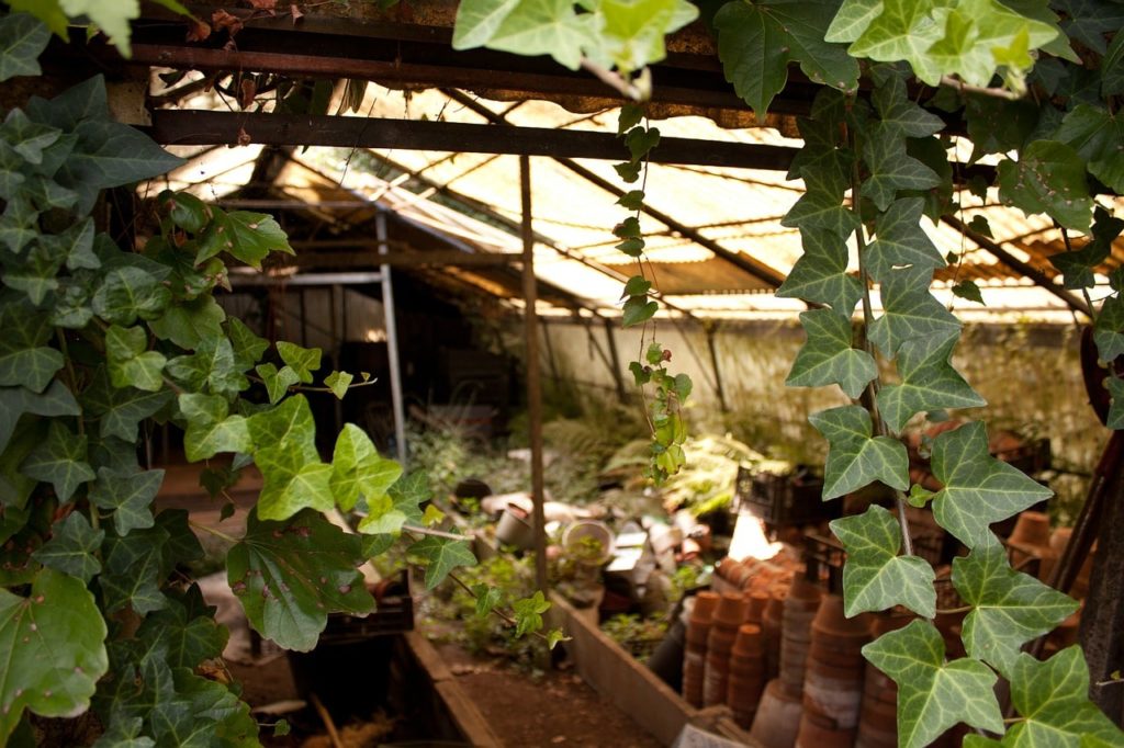 3 Best Ways On How To Shade A Greenhouse