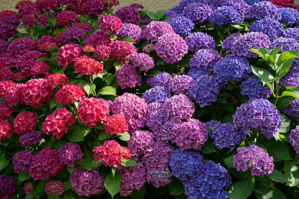 How To Care For Endless Summer Hydrangeas