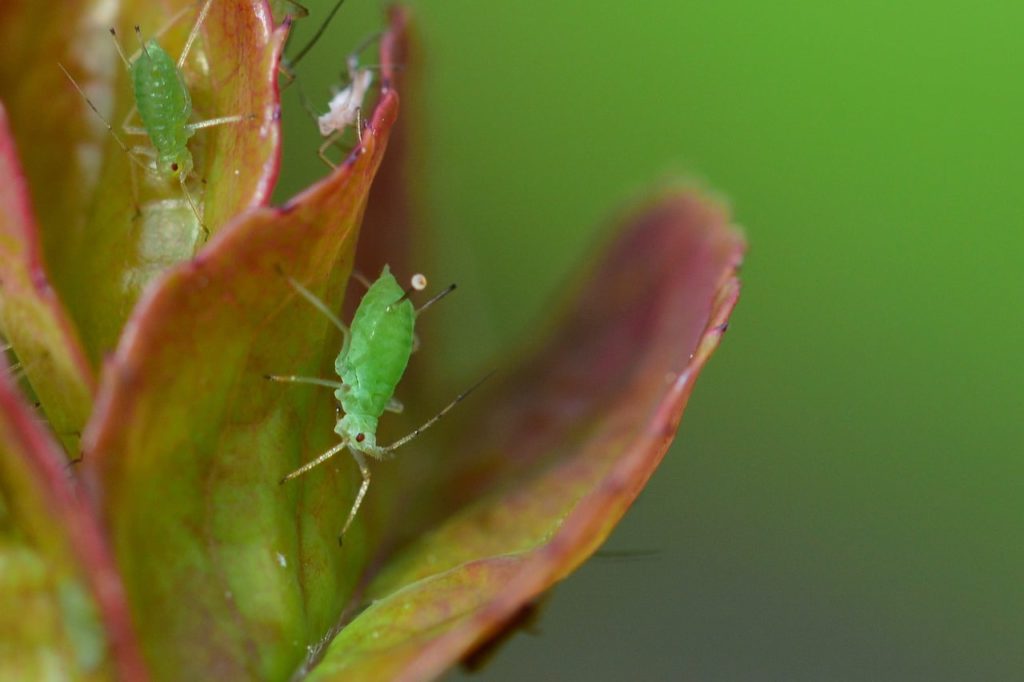 3 Ways On How To Get Rid Of Thrips On Houseplants