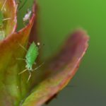 How To Get Rid Of Thrips On Houseplants? 3 Special Ways!