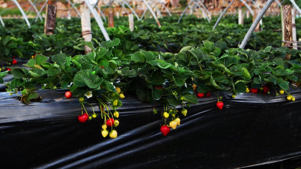 strawberry seedlings for hydroponics