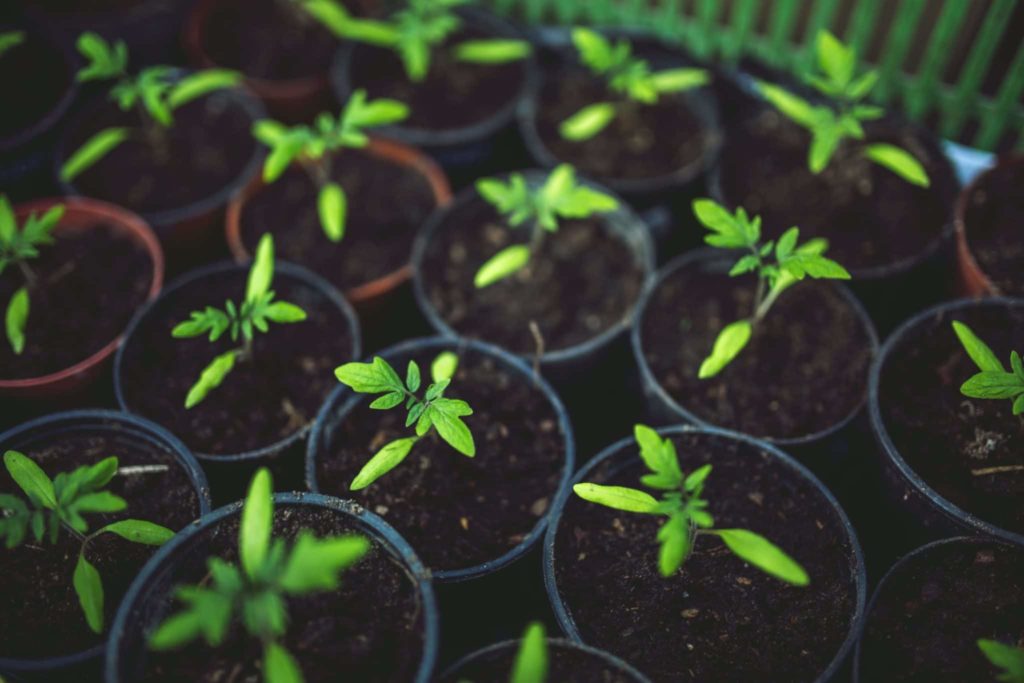 Knowing When to Put Seedlings Under Light