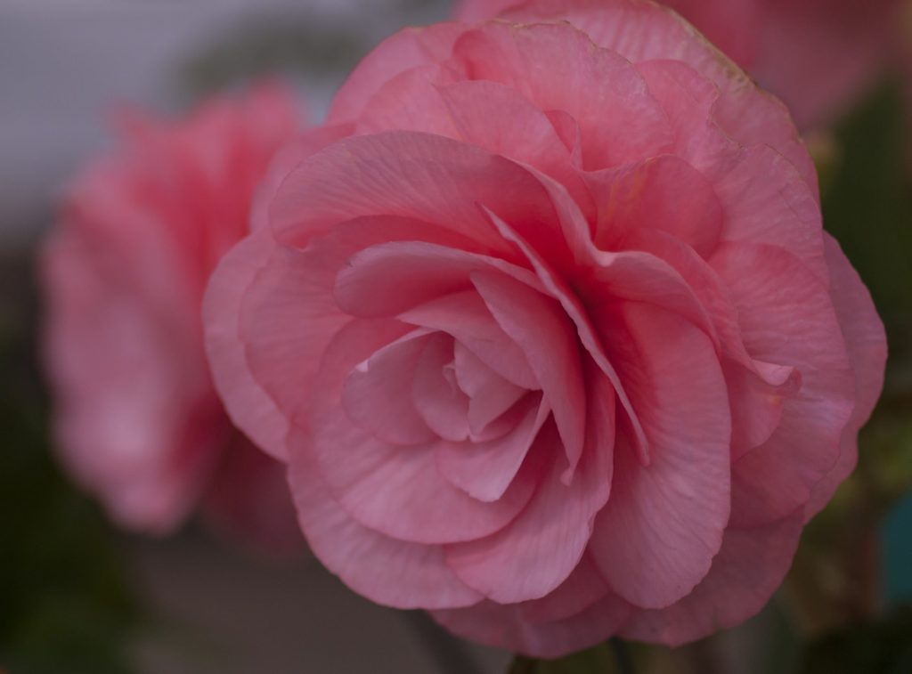 How To Grow Begonias From Seed Using 3 Easy Steps