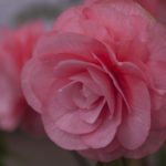How To Grow Begonias From Seed? 3 Special Steps!