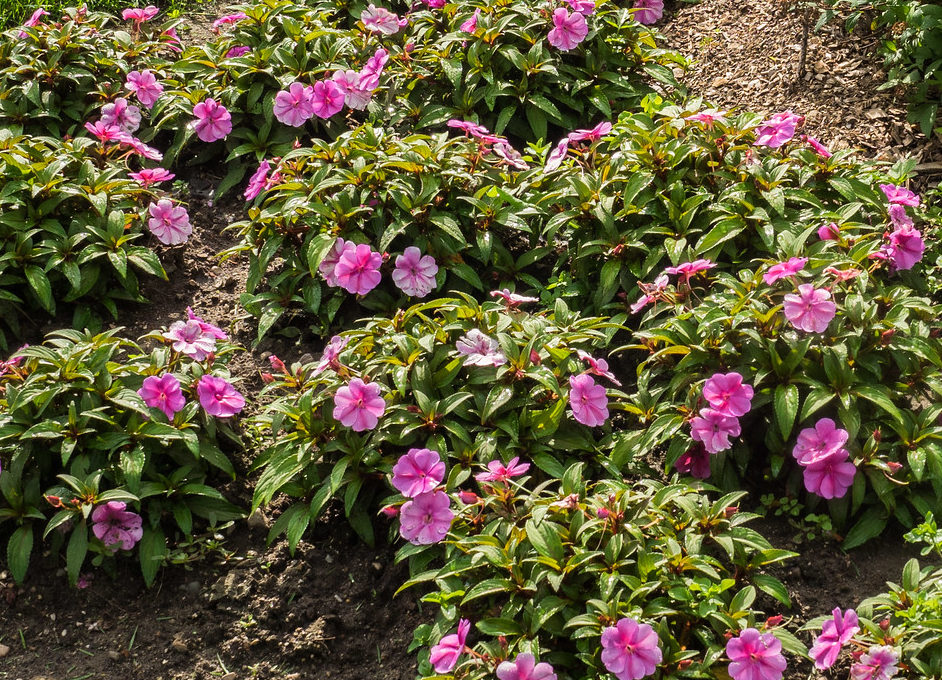How To Plant Sunpatiens In 3 Easy Steps