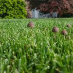 When to Plant Warm-Season Grasses and How to Maintain Them
