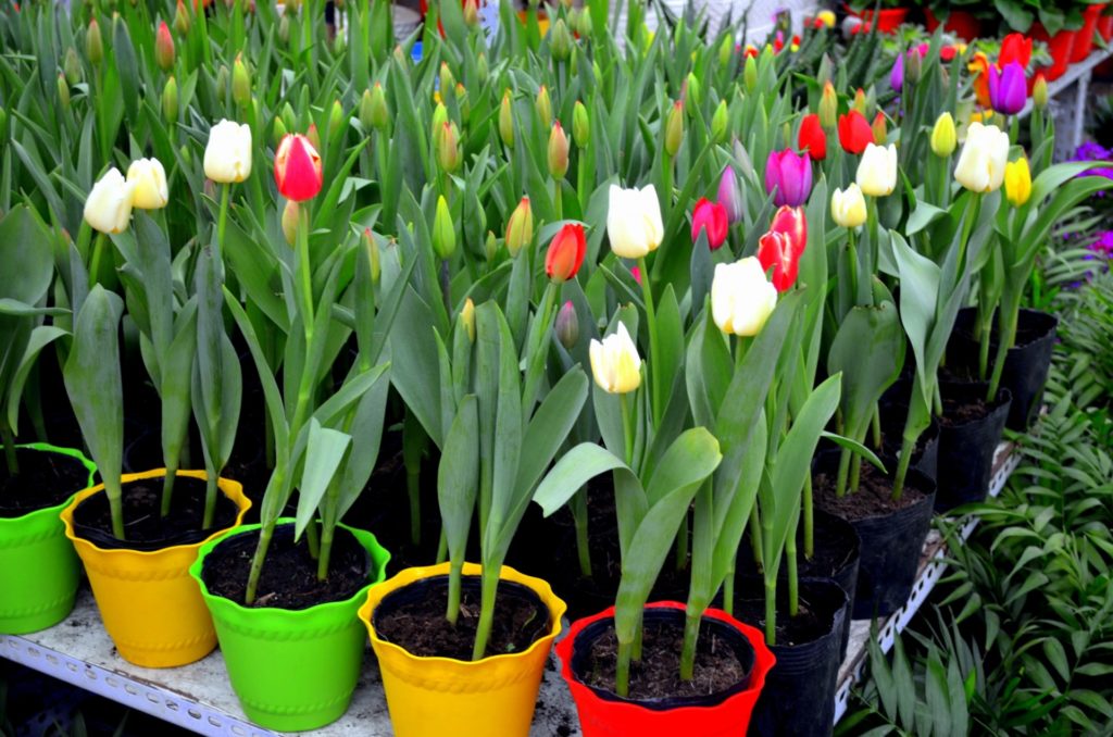 How to Care for Potted Tulips in 4 Easy Steps