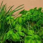 How To Pick Herbs Without Killing Plant? 7 Effective Tips!
