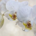 How To Grow Orchids In Water? 3 Bonus Steps!