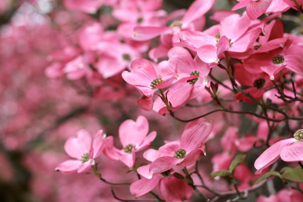 How To Grow Dogwood Trees From Seed Complete Guide