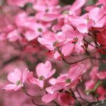 How To Grow Dogwood Trees From Seed? The Clue!