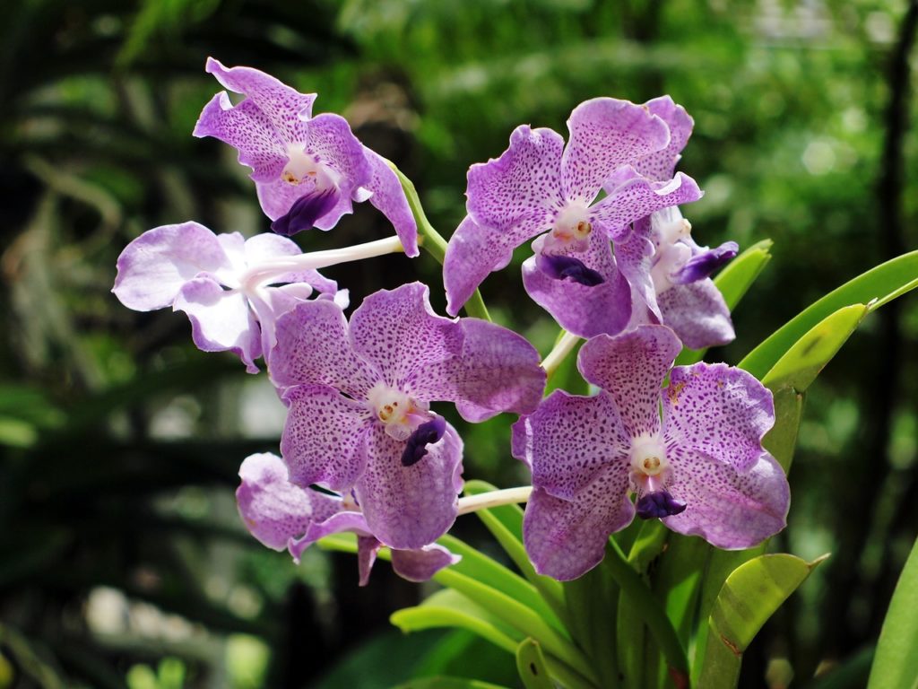 How To Breed Orchids. The 3 Best Ways