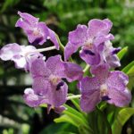 How To Breed Orchids? 3 Effective Ways?