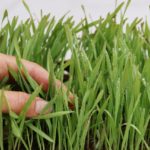 How To Grow Wheatgrass Hydroponically? 2 Free Steps!