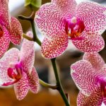 How To Cross Breed Orchids Successfully