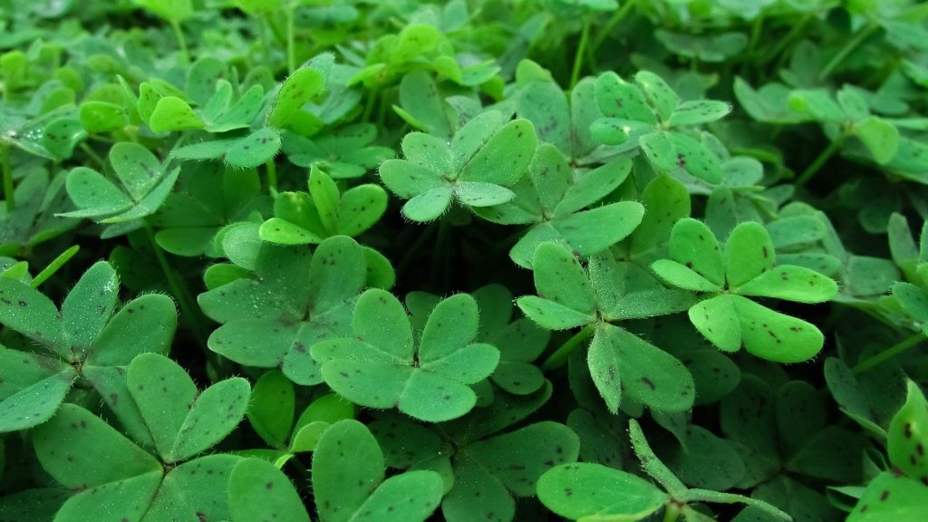 How To Divide A Shamrock Plant In 5 Easy Steps