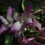 How Do I Know If My Orchid is Dead: 3 Signs to Look Out For