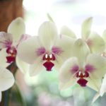 How to Get Rid of Mealybugs on Orchids: 3 Easy Tips