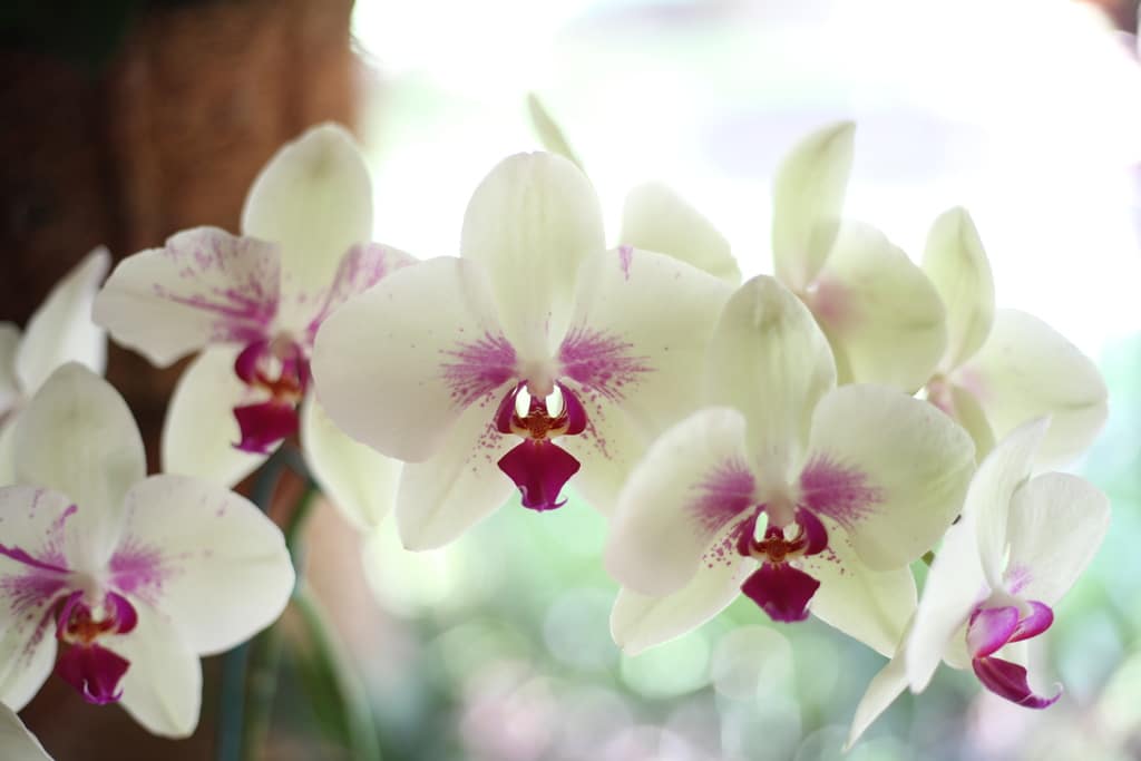 How to Get Rid of Mealybugs on Orchids: 3 Easy Tips