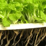 How Often Should You Change the Water in Your Hydroponic System