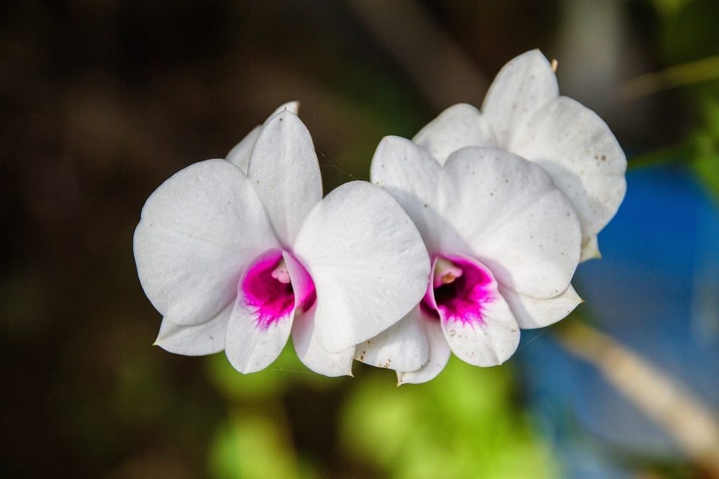 How To Get Rid Of Spider Mites On Orchids