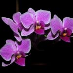 3 Best Ways On How To Propagate Orchids