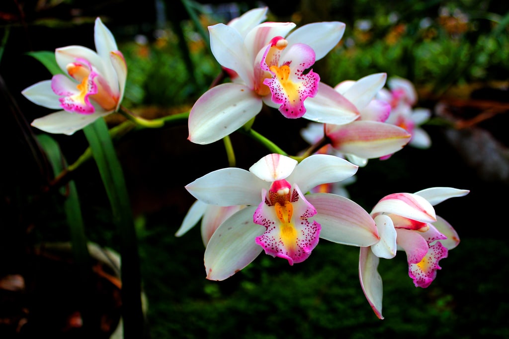 Best Guide On How To Divide Orchids