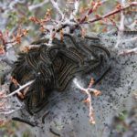How To Get Rid Of Tent Caterpillars? 6 Special Ways!