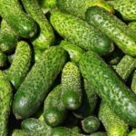 How To Train Cucumbers Successfully