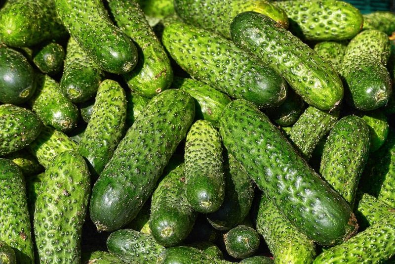 How To Train Cucumbers Successfully
