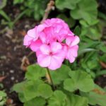 How to Start Geranium Cuttings: Tips and Advice