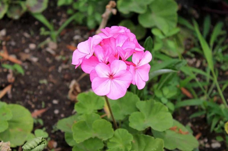 How to Start Geranium Cuttings: Tips and Advice