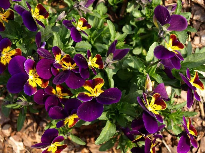 How To Propagate Pansies The 3 Best Ways