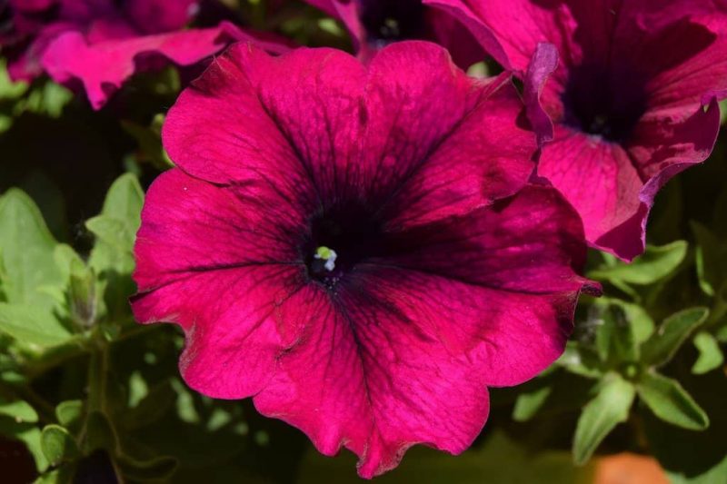 How To Collect Petunia Seeds In 3 Easy Steps