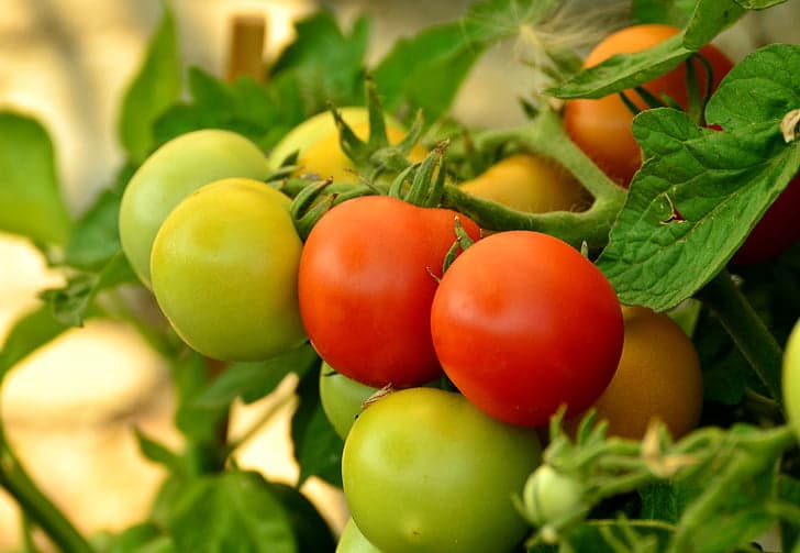 How to Breed Tomatoes. 5 Useful Tips to Follow