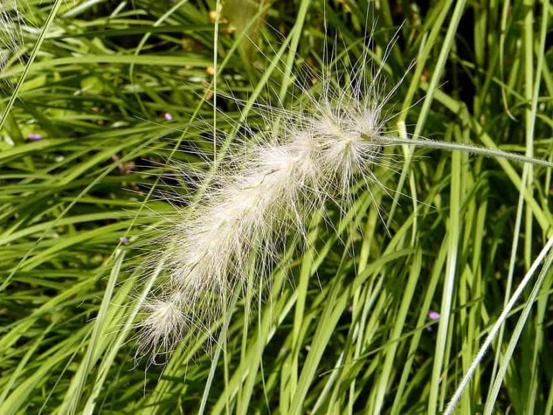 How To Remove Ornamental Grasses Best Guide