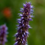 How To Grow Agastache Ultimate Guide
