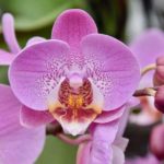 How Expensive Are Orchids? 2 Free Tips!