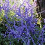 How To Propagate Russian Sage. 2 Best Ways