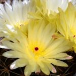 How To Take Care Of A Spring Cactus Successfully