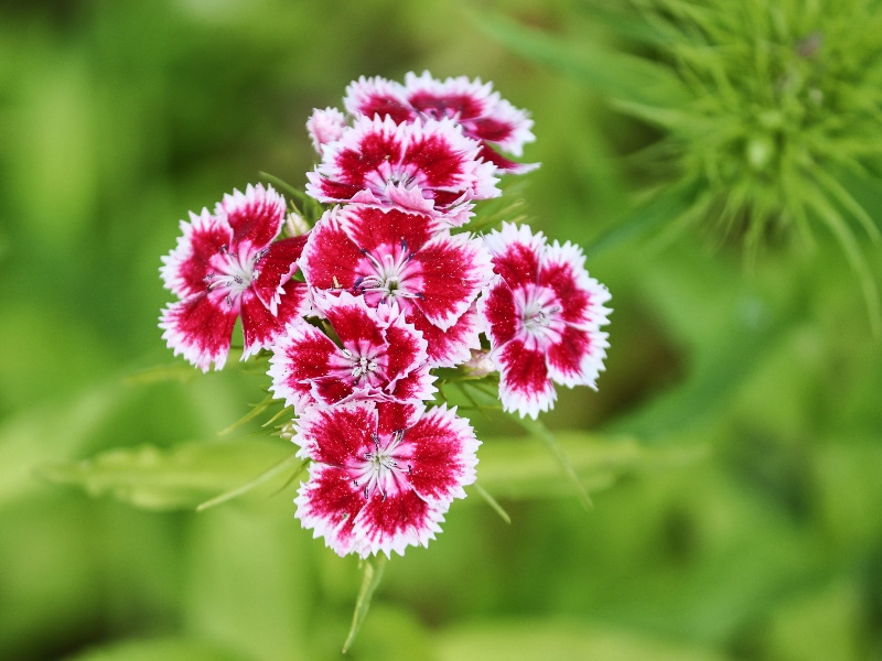 How to Deadhead Dianthus: 5 Steps You Need to Know