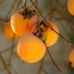 How to Prune Persimmons: 6 Practical Tips