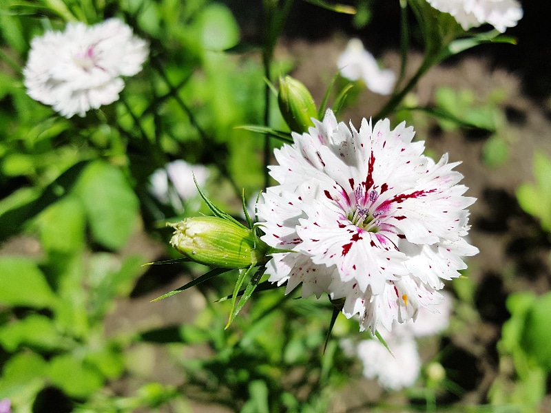 How To Propagate Dianthus. 3 Best Ways