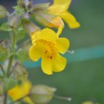How To Grow Mimulus? 2 Exclusive Steps!