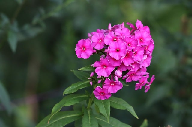 How To Propagate Phlox The Best Way